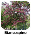 Biancospino